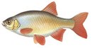 Aborino - иконка «рыбалка» в Обухово